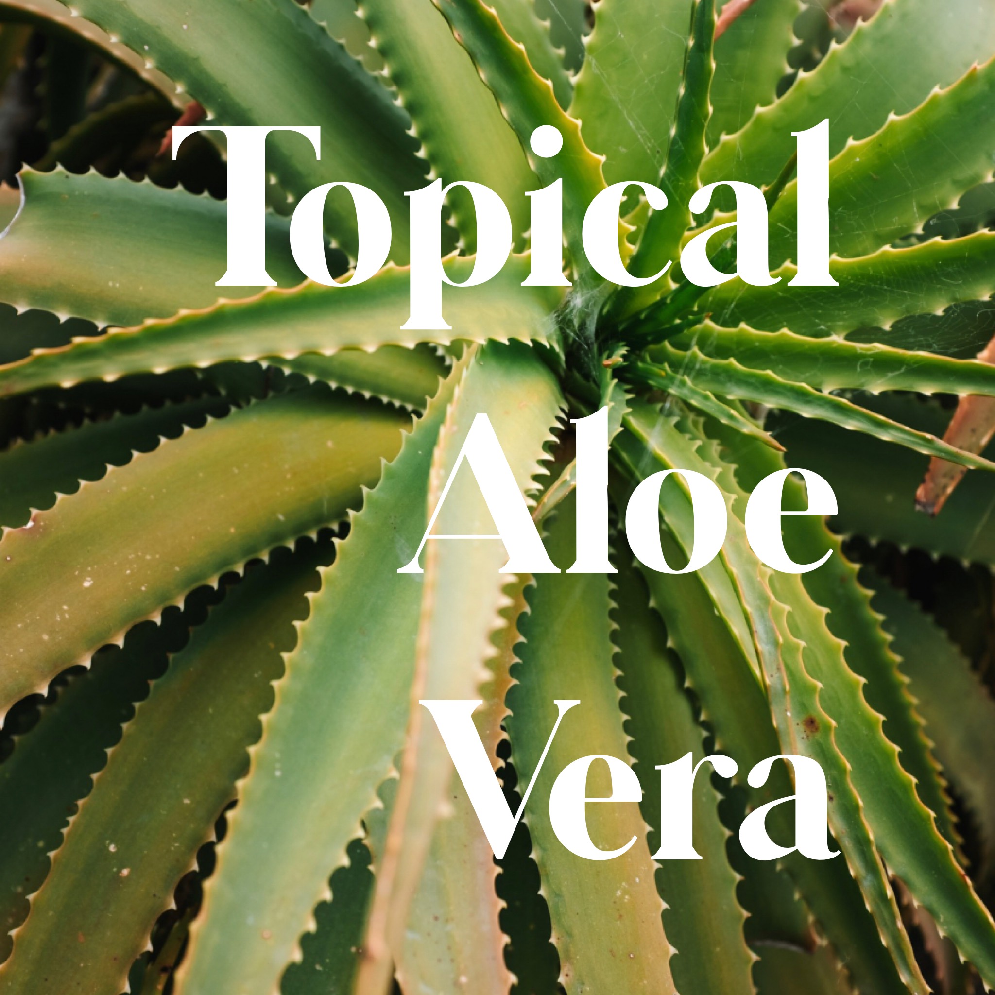 Aloe Vera for your skin