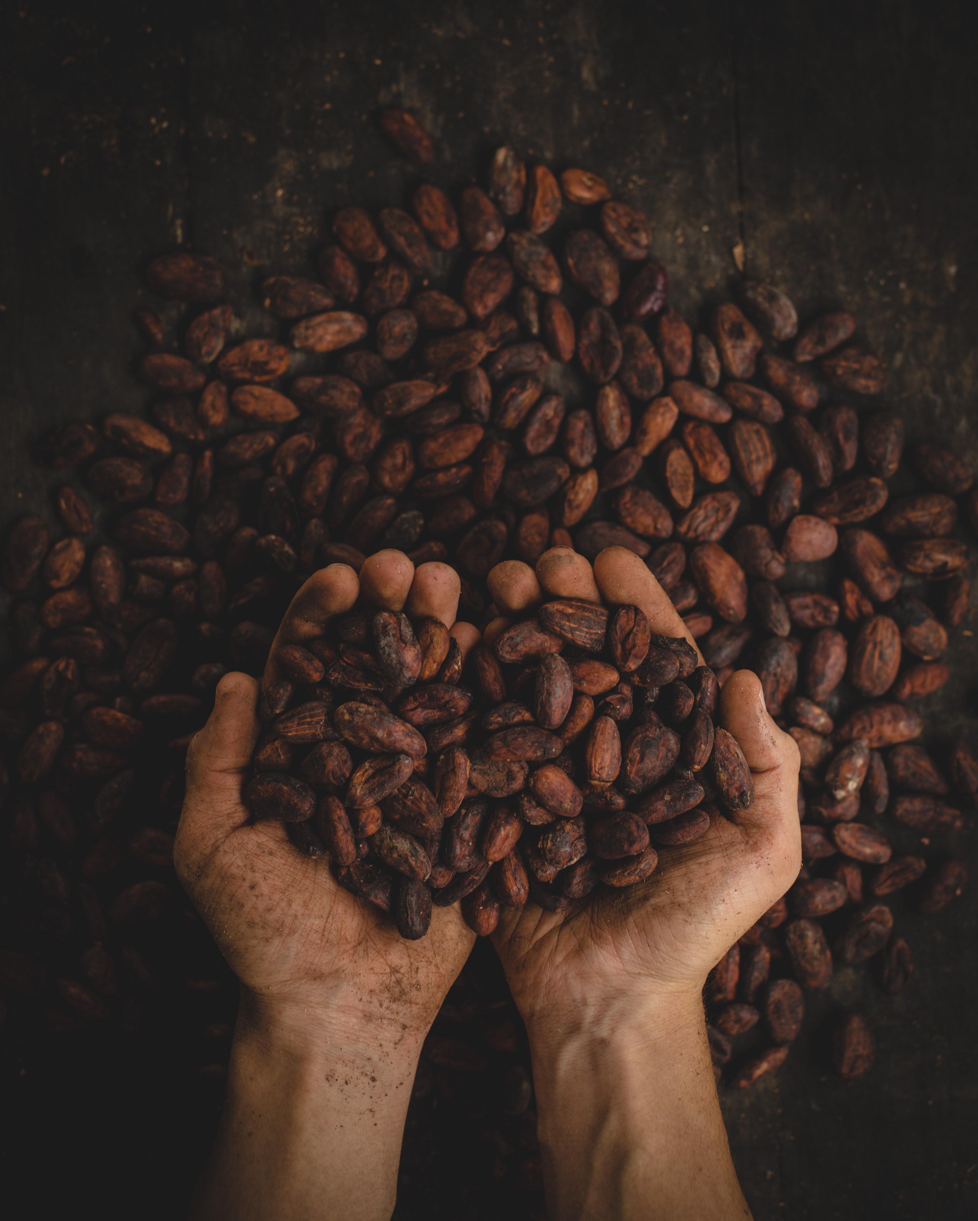 Raw Cacao benefits 