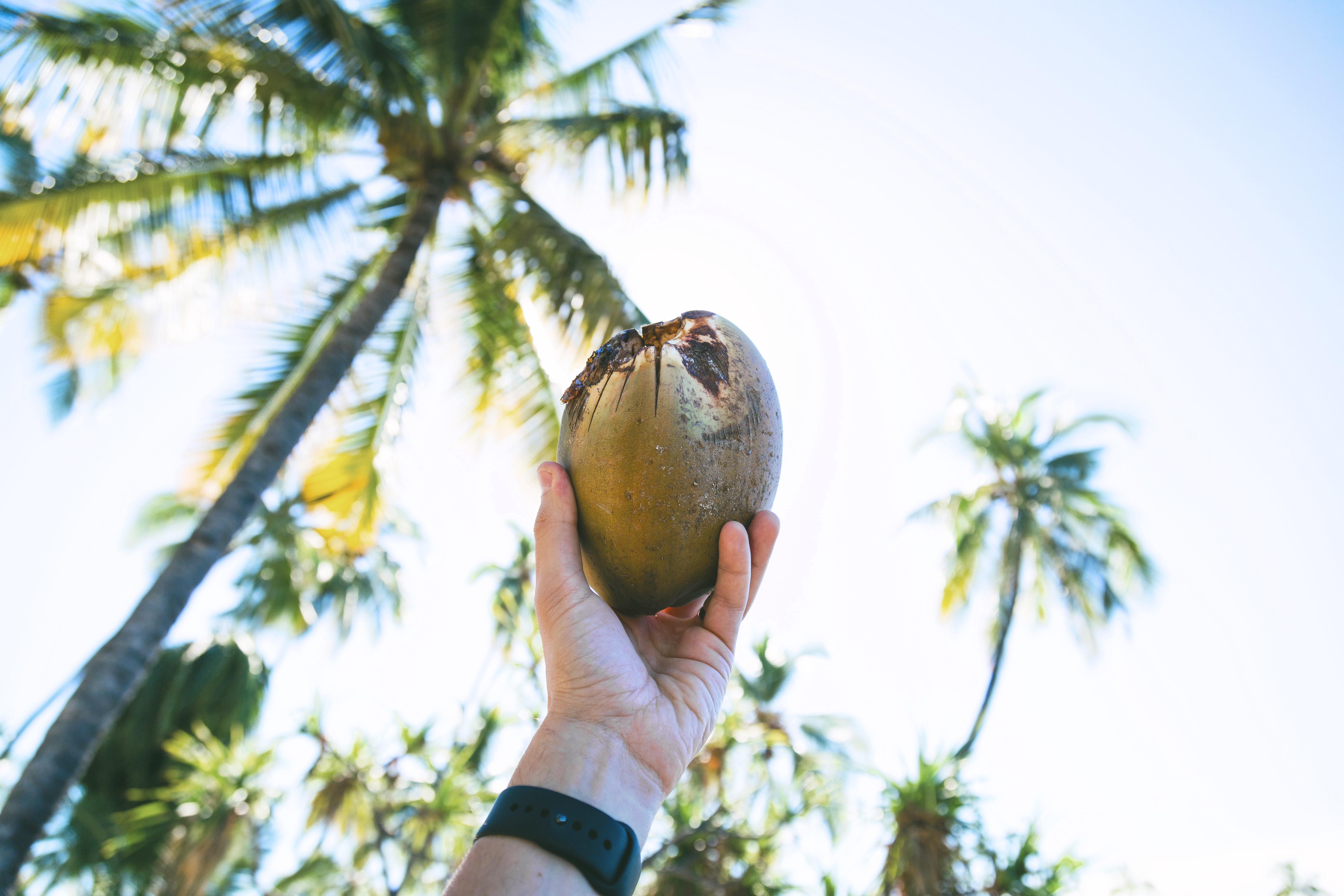 Coconuts